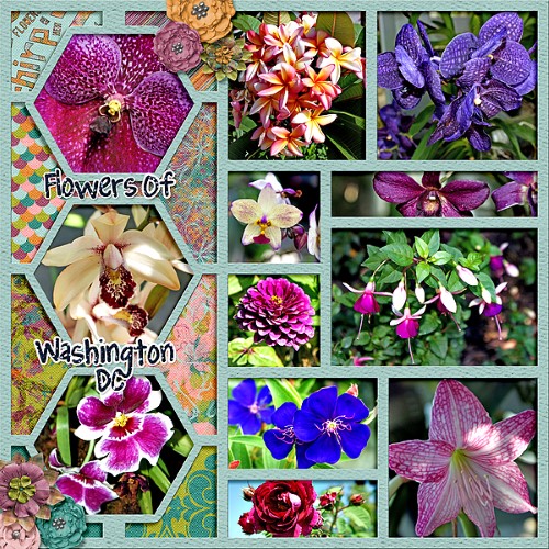 Flowers of Washington DC