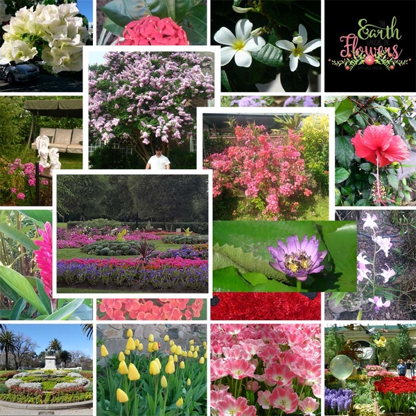 Flowers