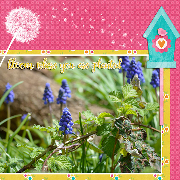 Flowers