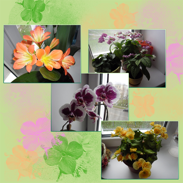 flowers