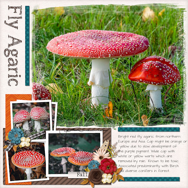 Fly Agaric