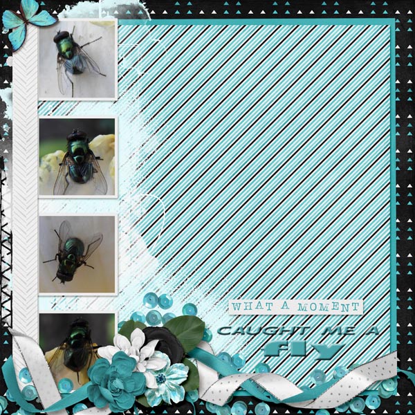 FLY_small1