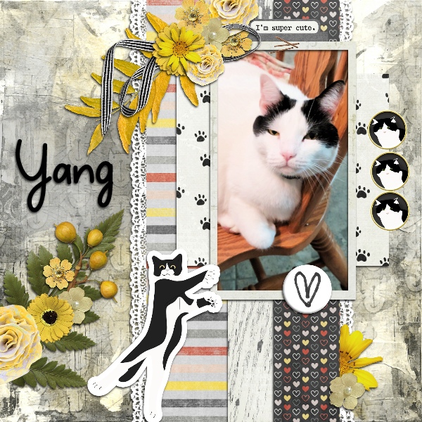 Font Challenge 8 Yang
