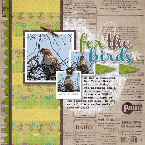 For the Birds - April 2026.jpg
