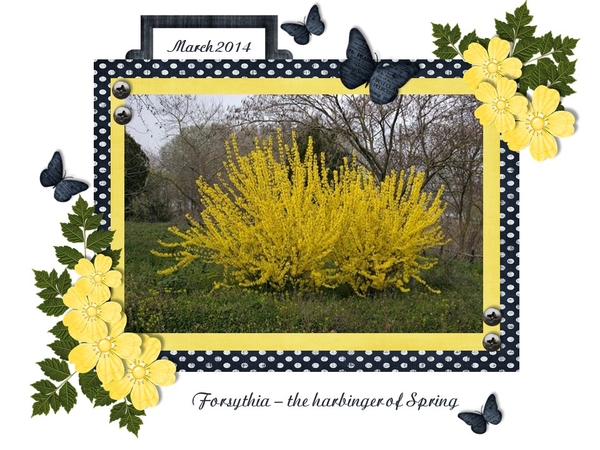 Forsythia - March 2018 Template #1 Challenge