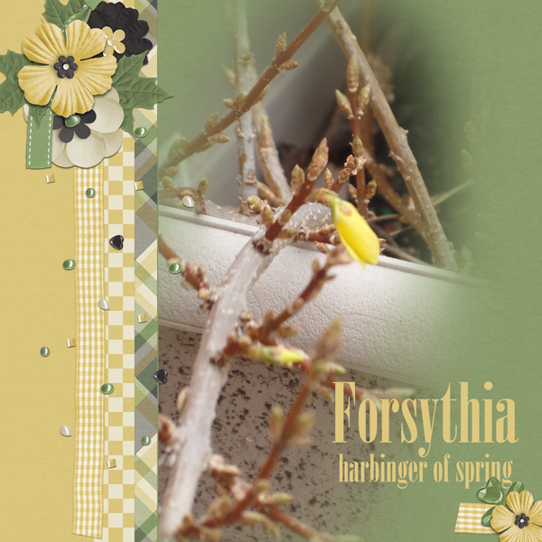 Forsythia