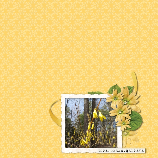 forsythia