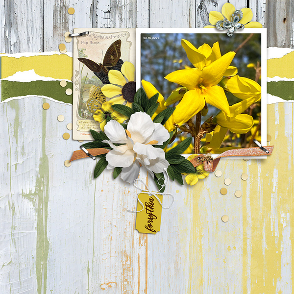Forsythia