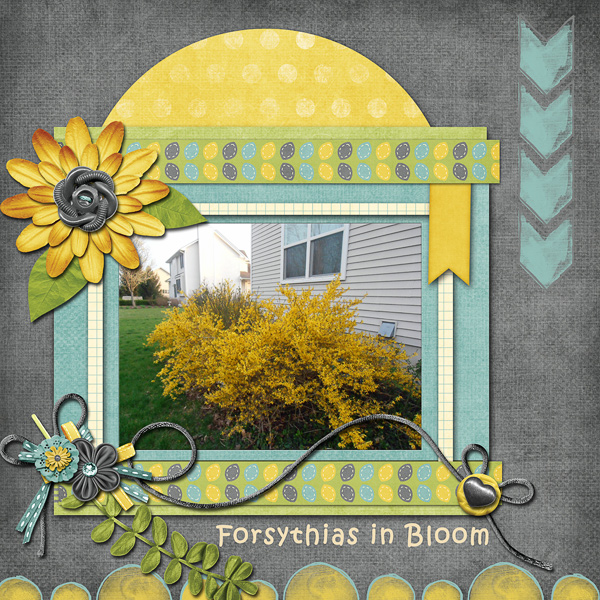 Forsythias in Bloom