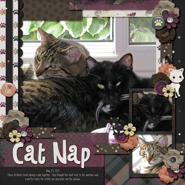 Foster Cats - Cat Nap