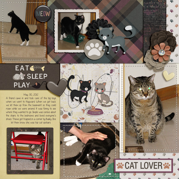 Foster Cats - Exploration
