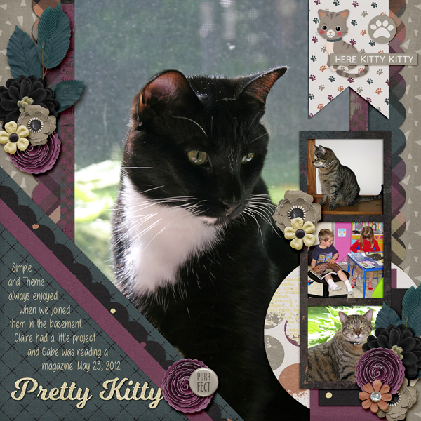 Foster Cats - Pretty Kitty
