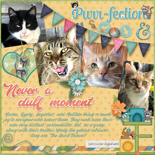 Four kitties