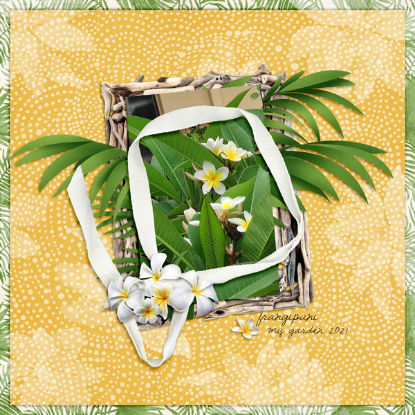 Frangipani