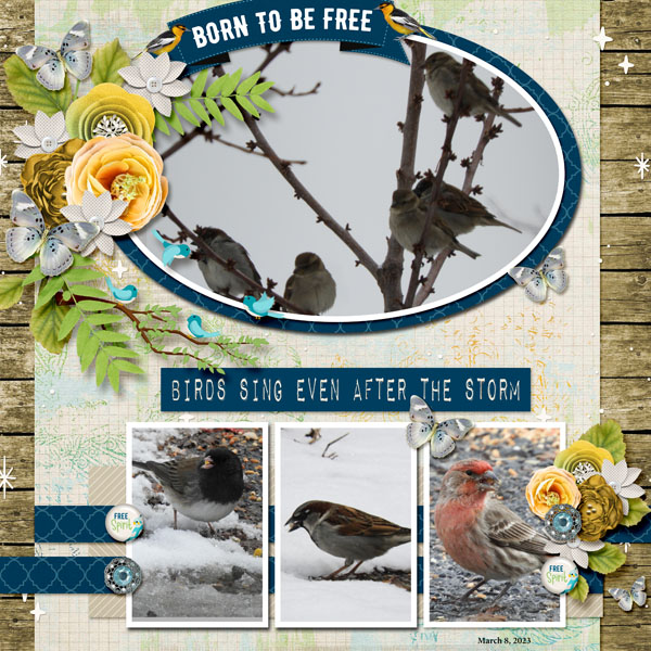 free_bird_small