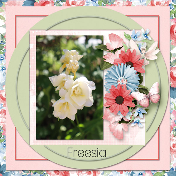 Freesia
