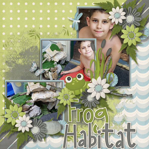 Frog Habitat