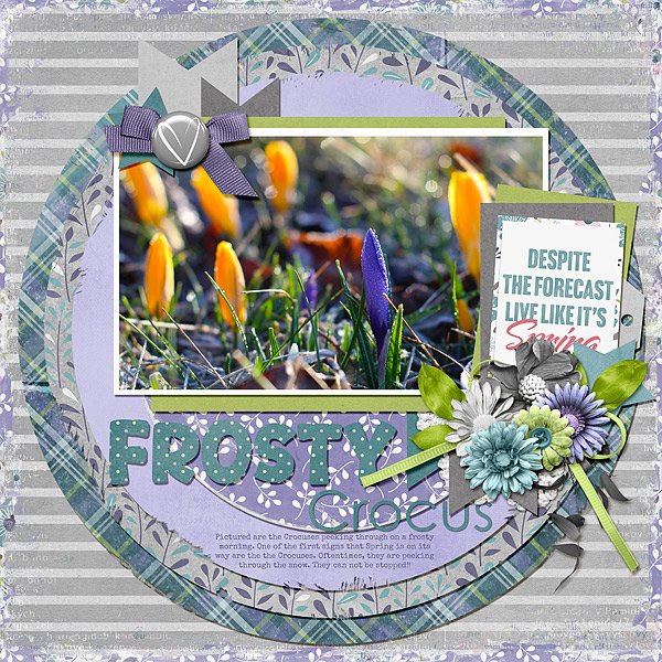 Frosty Crocus