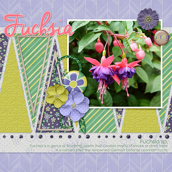 Fuchsia