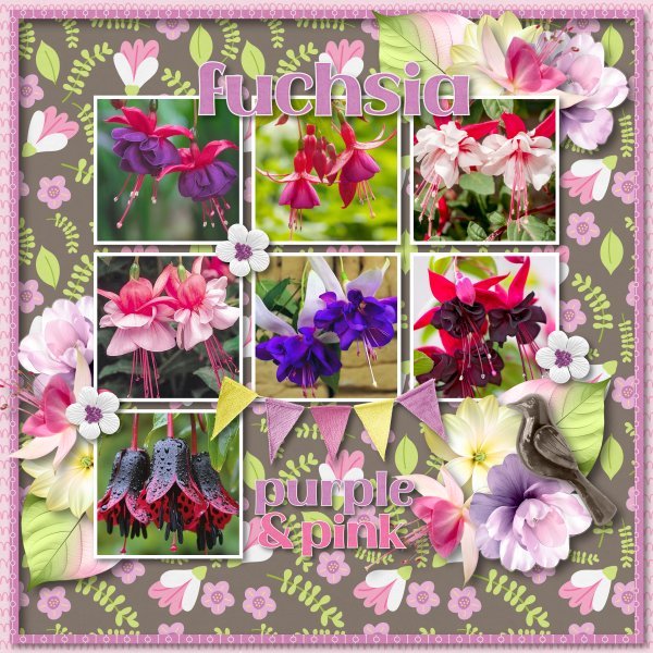 fuchsia