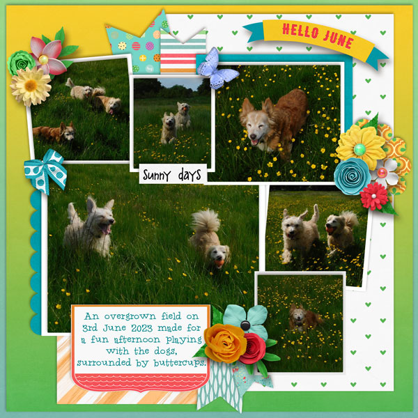 Fun in the buttercups