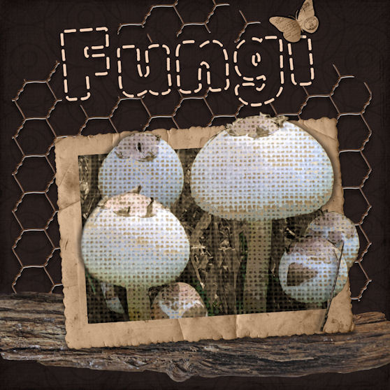 Fungi