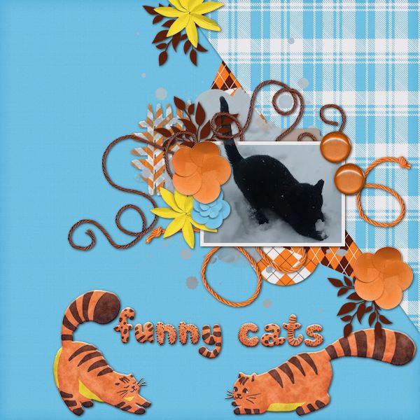 Funny Cats