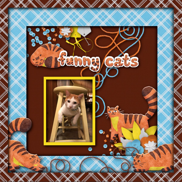 Funny Cats