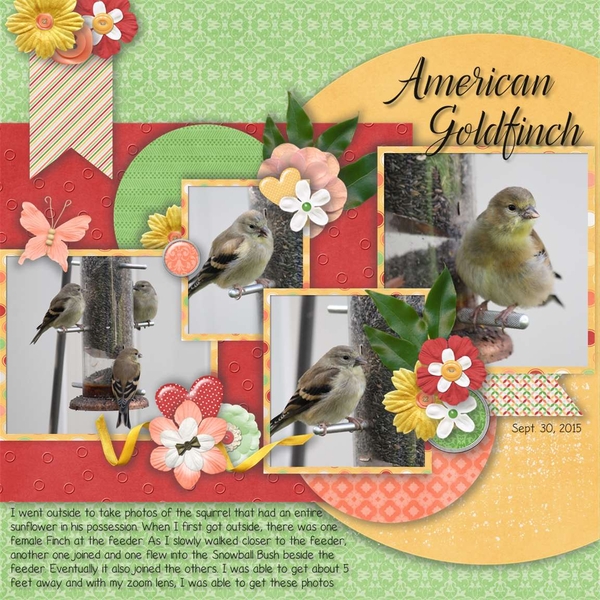 Fuzz On The Peach - Goldfinches