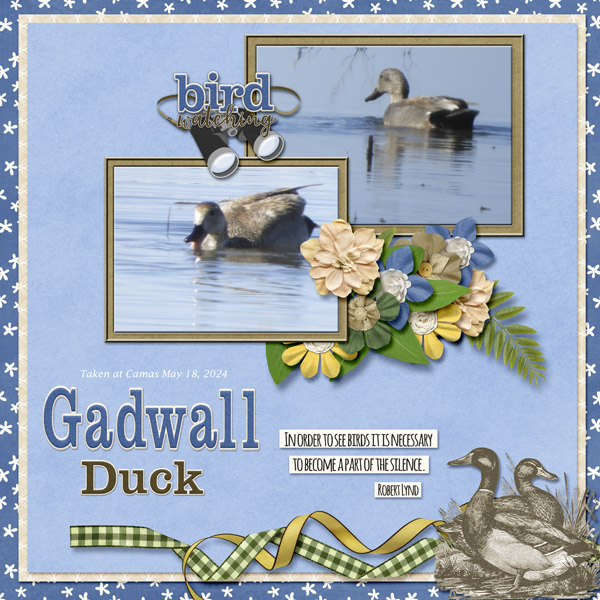 Gadwall_small