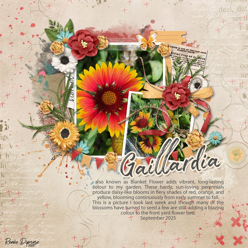 Gaillardia