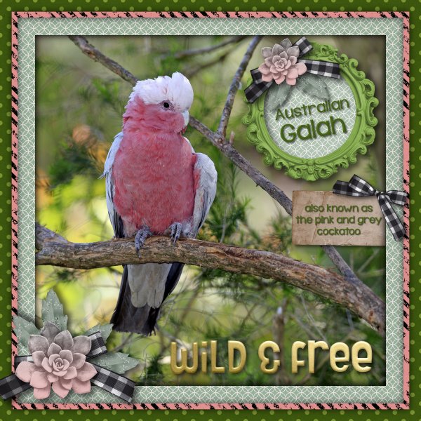 Galah