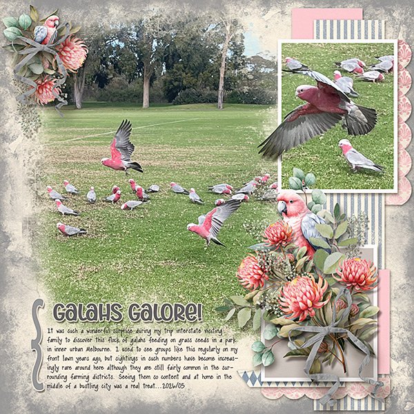 galahsGalore.webcopy.jpg