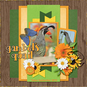 Gambel_s-Quail