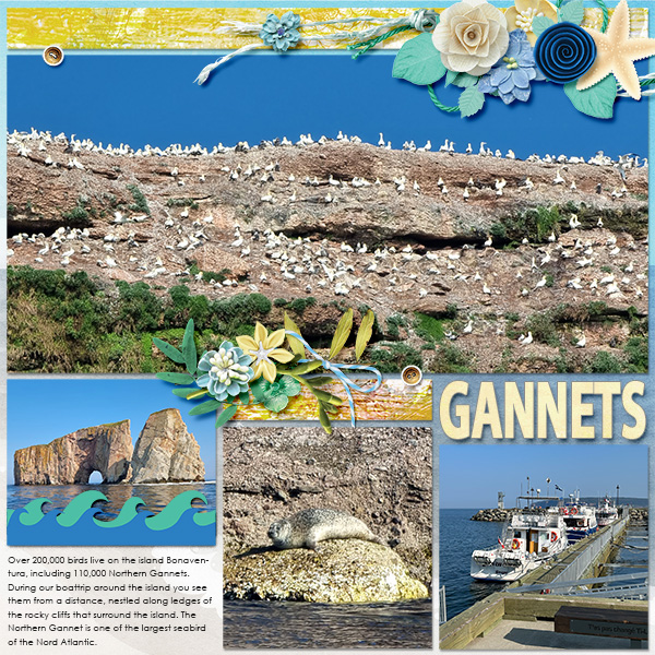 Gannets