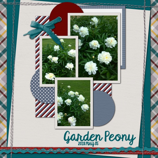 Garden Peony