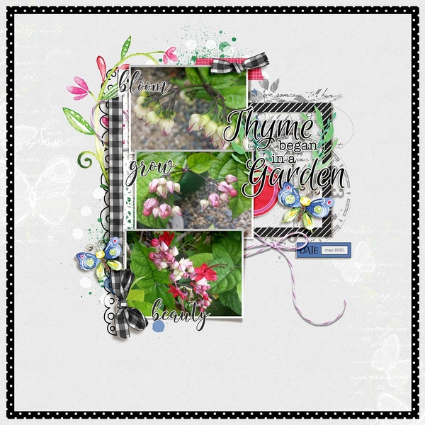 Garden Thyme