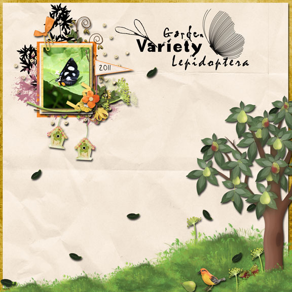 Garden Variety Lepidoptera