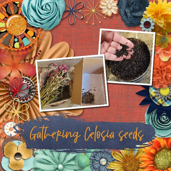 Gathering Celosia Seeds