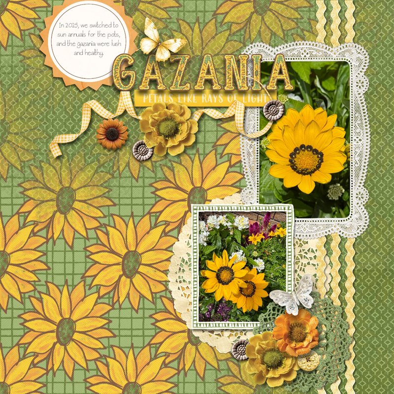 Gazania.jpg