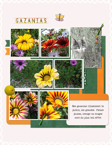 Gazanias