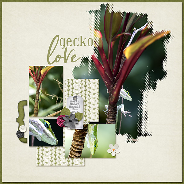 Gecko Love