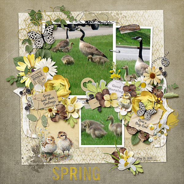 Geese and their Goslings
