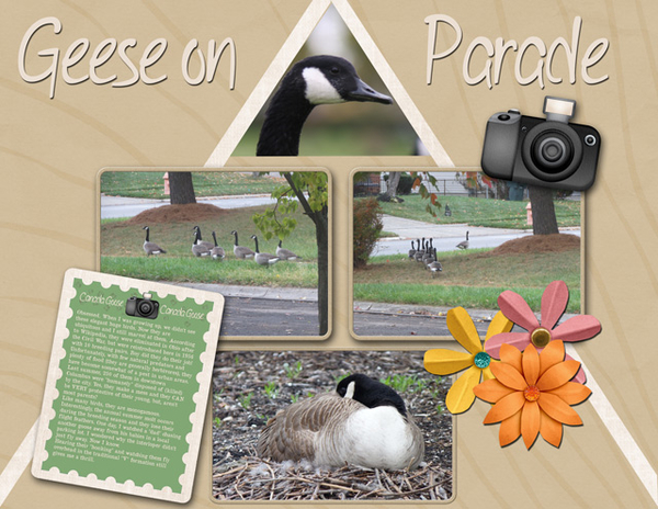 Geese on Parade