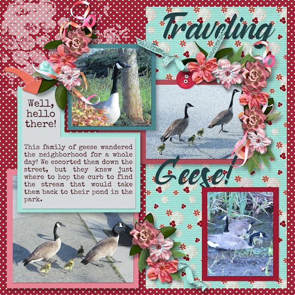 Geese on the move!