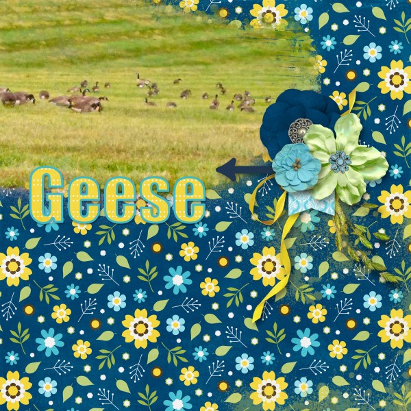 Geese