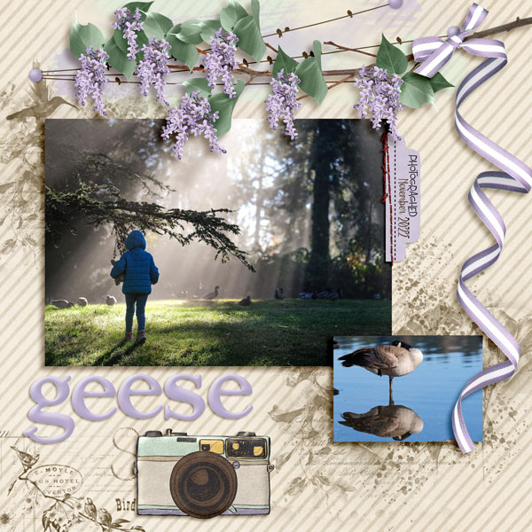Geese