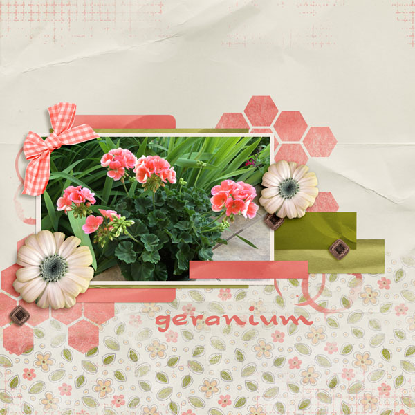 Geranium