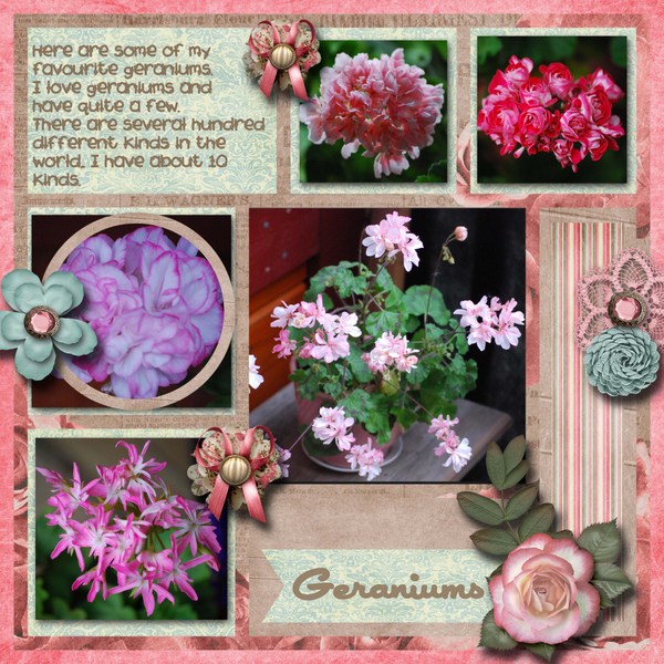 Geraniums