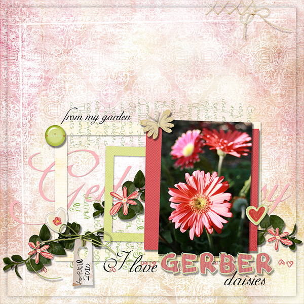 Gerber Daisies